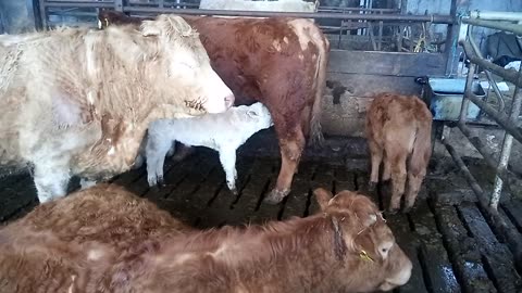 Coping with dry cow with calf.