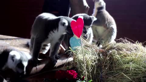 Hungry for love? Lemurs get Valentine treat