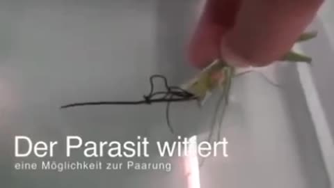 PARASITE FOUND IN THE VAX- The Hydra Linnaeus / Hydra Vulgarus Parasite