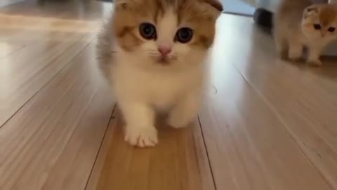 The kitten is running to catch the camera because he wants to video himself