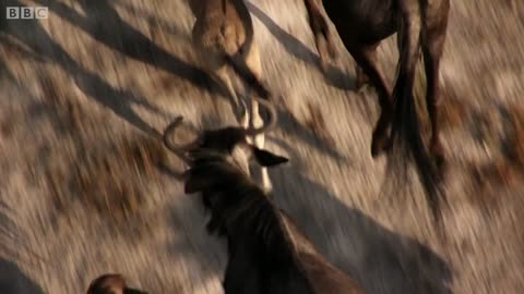 Cheetah chases wildebeest