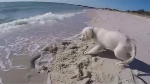 FUNNY PUPPY ISN'T HAPPY FROM THE WAVE.mp4