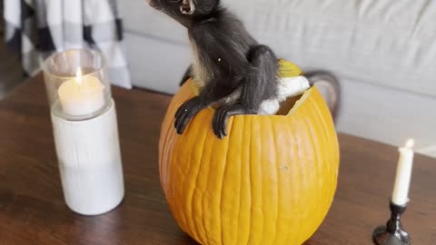 Spider Monkey Sits Inside Pumpkin
