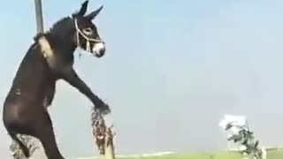 A horse that has been hoisted.