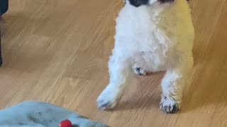 Dog Tries Cherry Tomato For The First Time