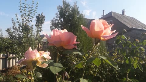Roses in the sunshine