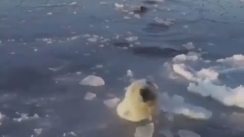 The bear in the ice Watch the greatness of God’s Creator9