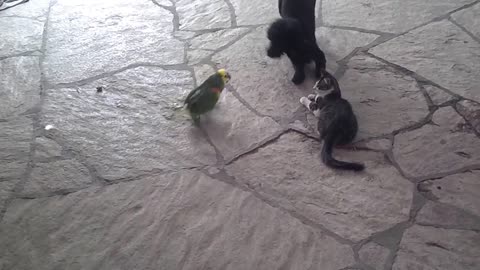 Parrot shows dog who's boss! Cat acts as neutral spectator...