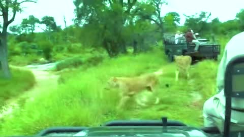 Lion Attack on Safari Car