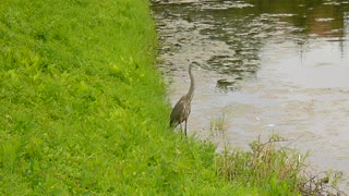 Amazing Great Blue Heron Sits On Shore