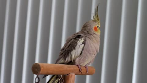 Want a Sunflower Seed- - My pet Cockatiel