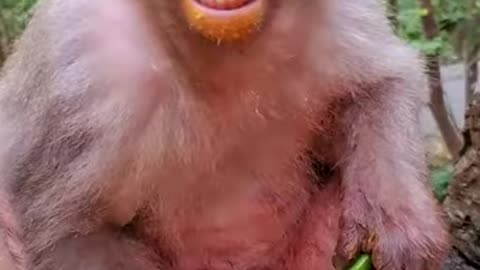 Cute baby monkey videos Funny Monkey Baby Newborn Monkey Baby very caring and caring