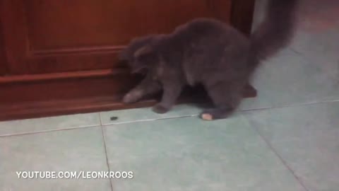 Funny cat scared from tiny little frog