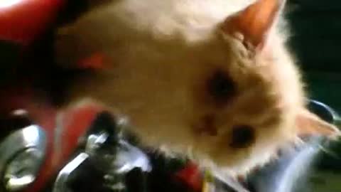 Cat Trying to Run Motor Bike