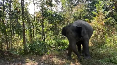 Elephant Gently Startled By Dog