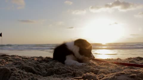 Watch a funny dog on the beach