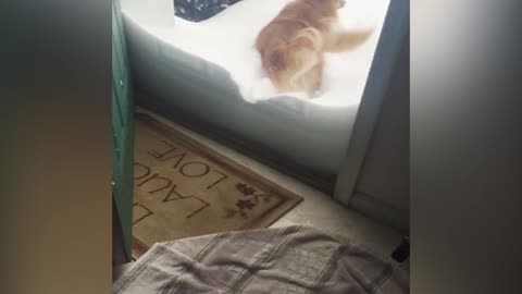 Pomeranian Plays Hide And Seek In The Snow