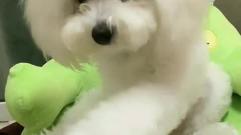 Amazing cute baby dog