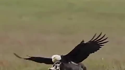 Eagle swoops grab a rabit out of a fox's mouth ___eagle