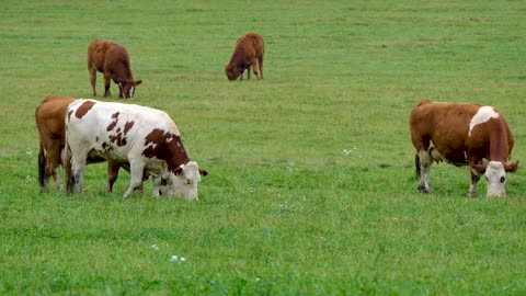 Motorist helps reunite distraught mother cow with her newborn baby