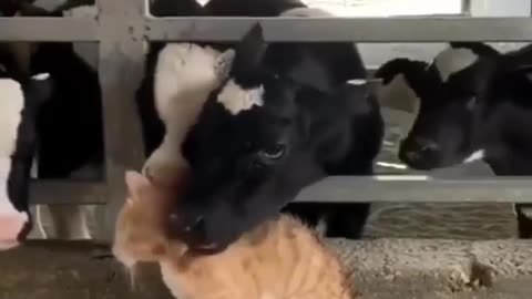 What is calf doing with cat,