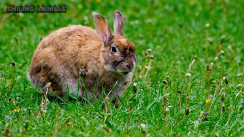 Adorable Bunny Hop: A Day in the Life of a Playful Rabbit 🐰"