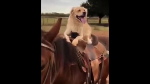 Dog Rides Her Mini Horse Everywhere | The Dodo Odd Couples