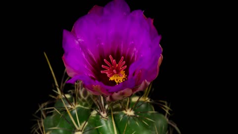 This Timelapse Of Blooming Flowers Is Truly Mesmerizing To Watch