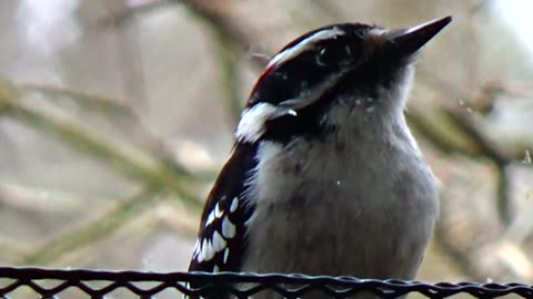 Downy Woodpecker