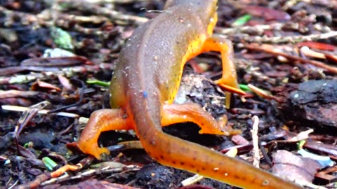 Eastern Newt