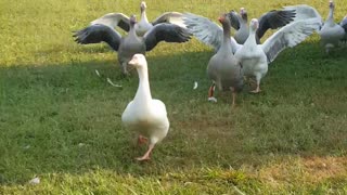 Happy geese run for hugs upon owner's return