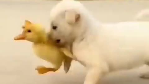 cute puppies video download for whatsapp status