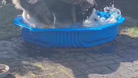 Dog Plays in Pool For First Time