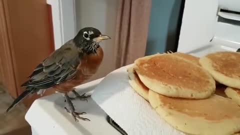 Rescued Robin Caught Red-Handed Stealing Fresh Pancakes