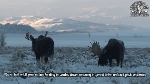 Moose bull adult pair eating feeding in winter dawn morning in grand teton national park wyoming