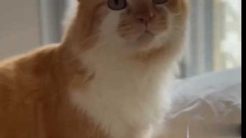 Funny Cat Sound Chatty Cat #rumble #cats #animals #viral