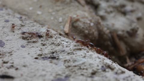 Fire Ants marching