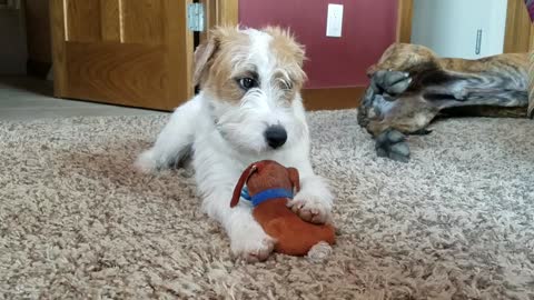 Puppy sucking on toy