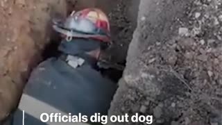 Officials rescue dog from drainage tunnel