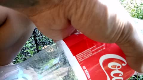 kids catch a mice with traditional mouse trap and move it to coca cola bottle