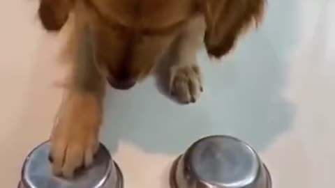 Funny Dogs Videos 2021 😂😂 - He Grabbed It Too Soon 😂😂 #shorts
