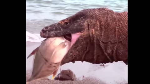 Komodo Dragon is eating fish