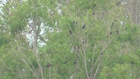 231 Toussaint Wildlife - Oak Harbor Ohio - Red Winged Black Birds Prepare For Storm