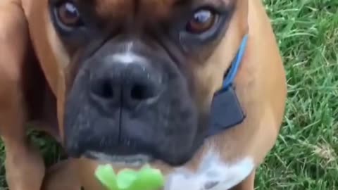 Funny dog eat Mom's Clover 🍀🐕