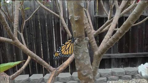 Butterfly Release