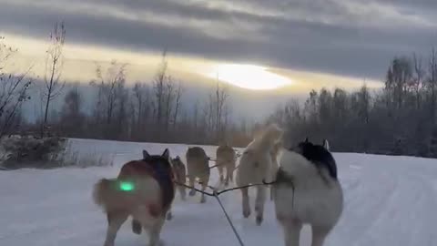 Husky Dog Sledding & Mushing Experience in November 2022 in Fairbanks, Alaska