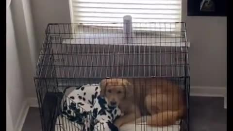 GOLDEN RETRIEVER HAVING HIS SWEET DALMATIAN PARTNER.mp4