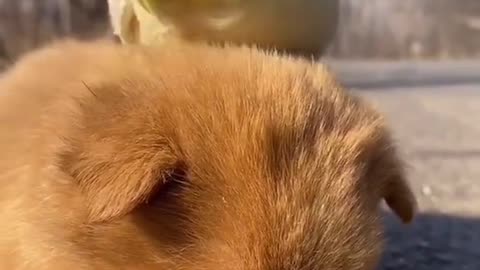cute sleepy dog with white parrot