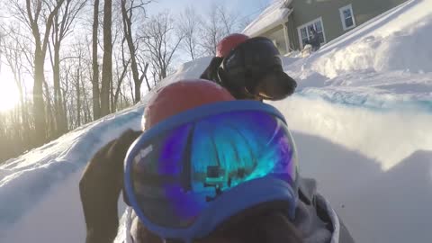 Wiener Dog BOBSLED - Funny Dogs in a Bobsled!