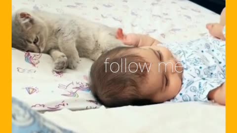 Cute baby cat . Viral video short.cats funny video. Animal funny.